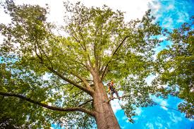 Best Commercial Tree Services  in Hidden Valley Lake, CA