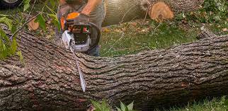 Best Tree Health Inspection  in Hidden Valley Lake, CA