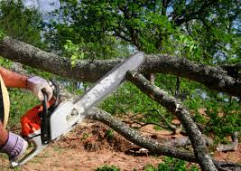 How Our Tree Care Process Works  in  Hidden Valley Lake, CA