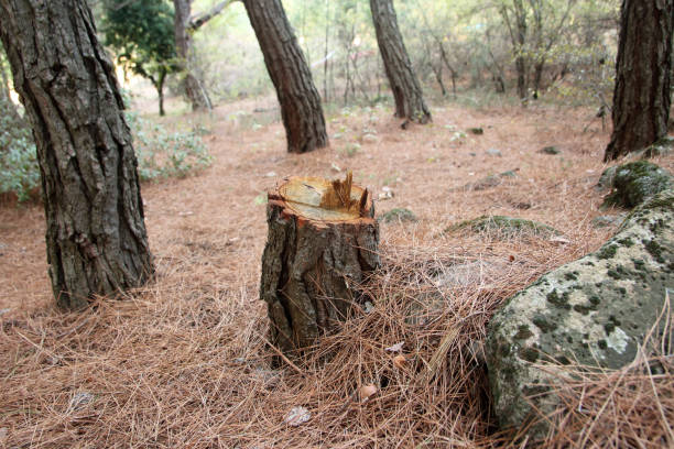 Best Utility Line Clearance  in Hidden Valley Lake, CA