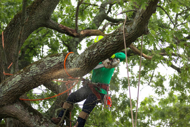 Best Tree Removal  in Hidden Valley Lake, CA