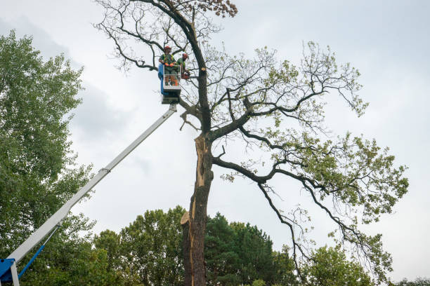 Best Tree Maintenance Programs  in Hidden Valley Lake, CA