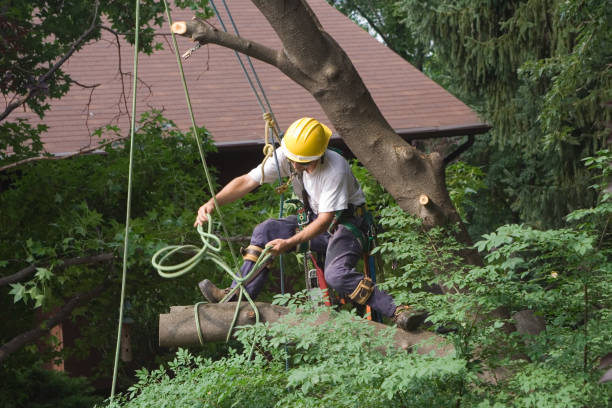 Reliable Hidden Valley Lake, CA Tree Care Solutions