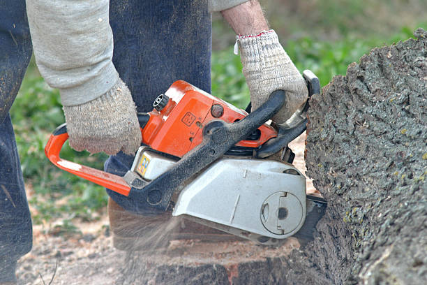 Lawn Pest Prevention in Hidden Valley Lake, CA