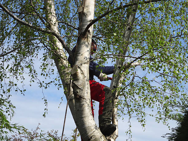 Best Seasonal Cleanup (Spring/Fall)  in Hidden Valley Lake, CA