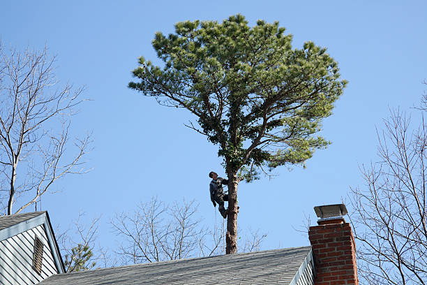 Best Tree Disease Treatment  in Hidden Valley Lake, CA