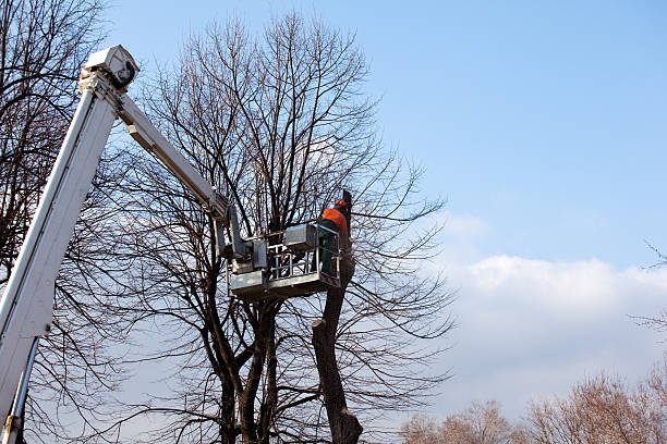 Best Stump Grinding and Removal  in Hidden Valley Lake, CA